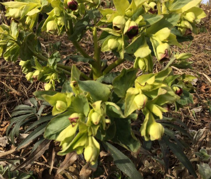 Helleborus foetidus