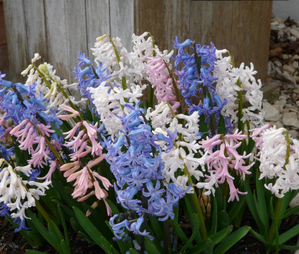 Hyacinthus orientalis