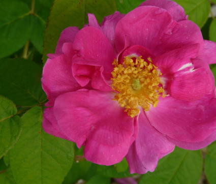 Rosa gallica 'Officinalis'