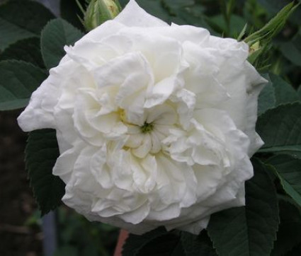 Rosa alba 'Maxima'