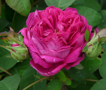 Rosa ‘Rose de Resht’