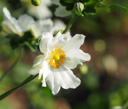 Anemone Japonica-Hybride 'Whirlwind'