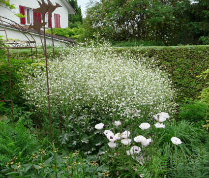 Crambe cordifolia