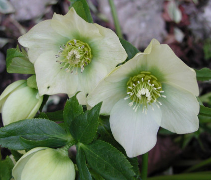 Helleborus Orientalis-Hybride 'White Lady'