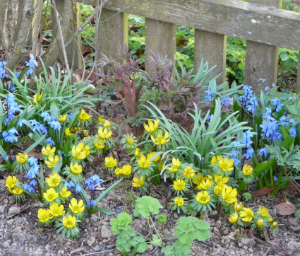 Blausternchen und Winterlinge