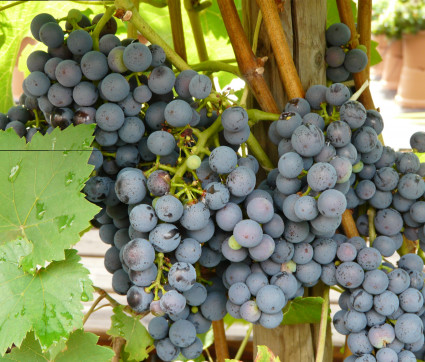 Vitis vinifera ‘Regent’
