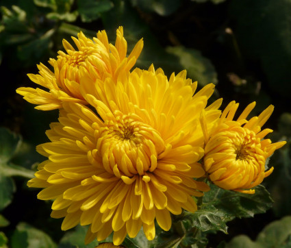 Chrysanthemum ‘Goldene Orfe’