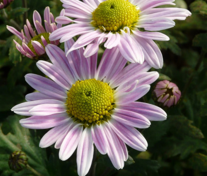 Chrysanthemum ‘Hebe’