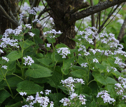 Lunaria rediviva