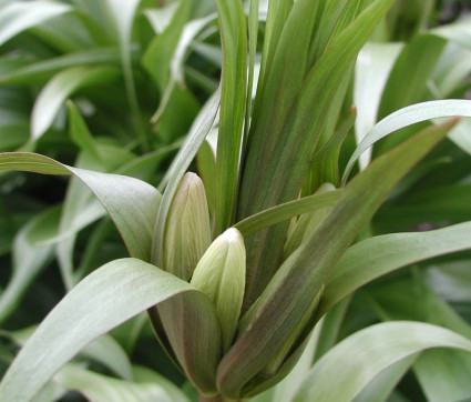 Fritillaria imperalis ‘Aurora’