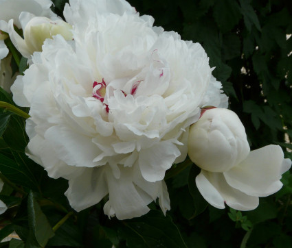 Paeonia ‘Festiva Maxima’