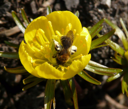 Eranthis mit Wildbiene