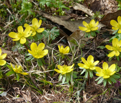 Eranthis hyemlalis