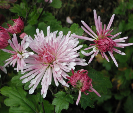 Chrysanthemum Indicum-Hybride ‘Nebelrose’