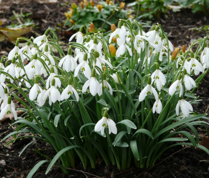 Galanthus nivalis