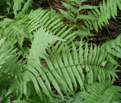 Dryopteris atrata