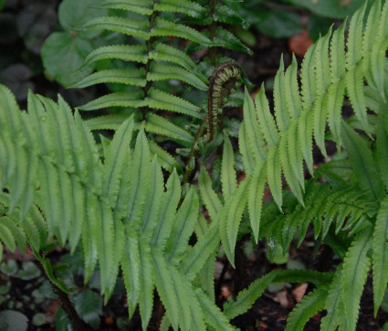 Dryopteris atrata