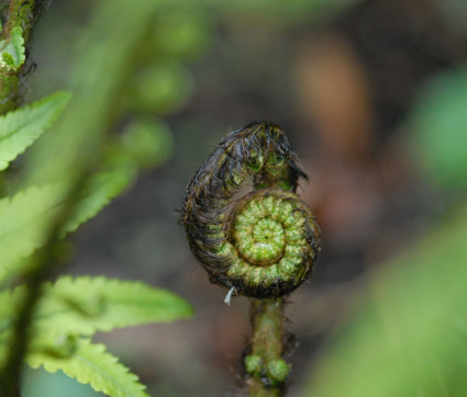 Dryopteris atrata