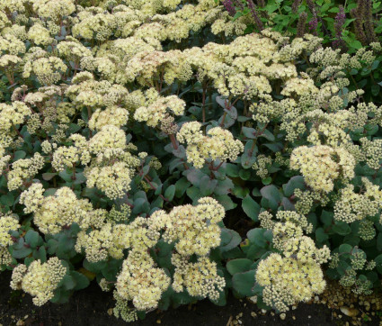 Sedum telephium ssp huprechtii ‘Hab Gray’