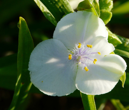 Tradescantia andersoniana ‘Innocence’