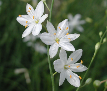 Anthericum ramosum