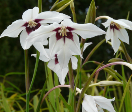 Gladiolus callianthus ‘Murilae’