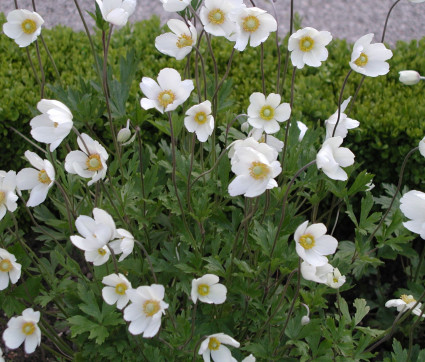 Anemone sylvestris