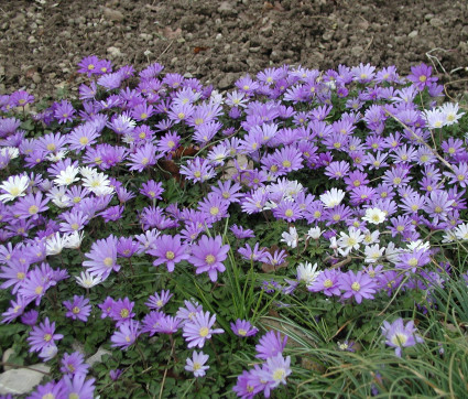 Anemone blanda 'Blue Shades'