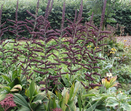 Veratrum nigrum