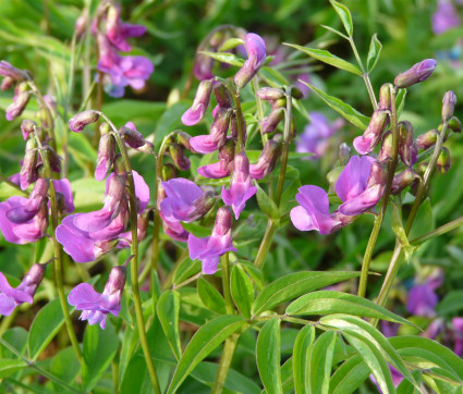 Lathyrus vernus