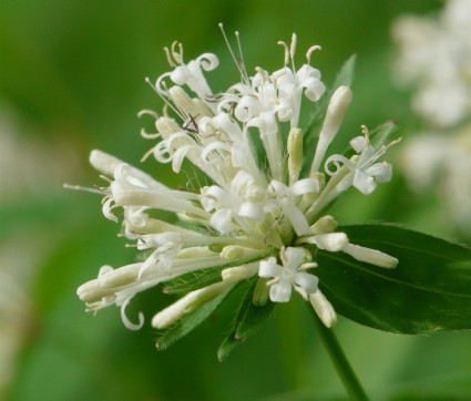 Asperula taurina