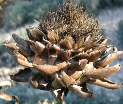 Cynara cardunculus