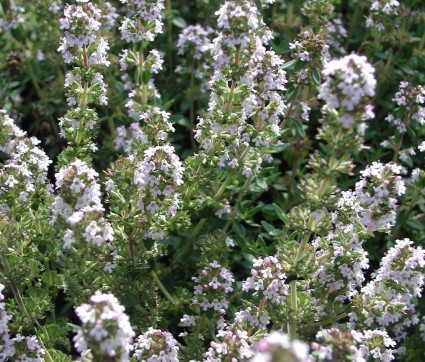 Thymus Hybride ‘Ginger’