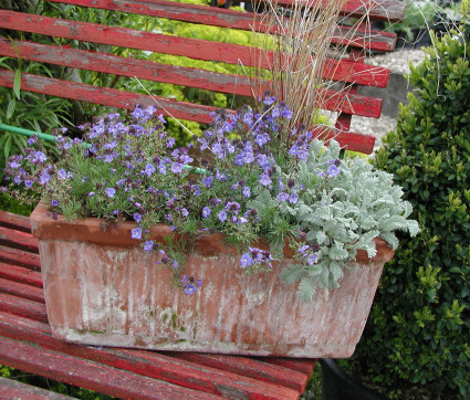 Veronica umbrosa 'Georgia Blue'