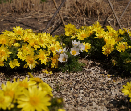 Adonis vernalis