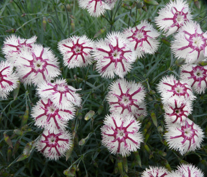 Dianthus lumnitzeri 'Tatra Fragrance'