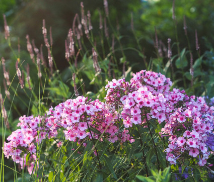 Phlox paniculata 'Argus' 