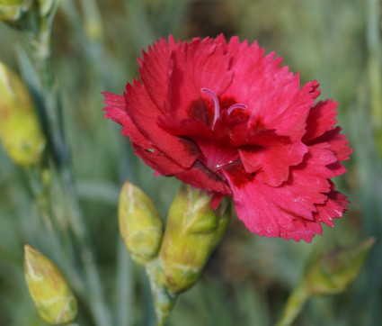 Dianthus plumarius 'Munot'