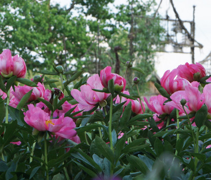 Paeonia lactiflora 'Flame'