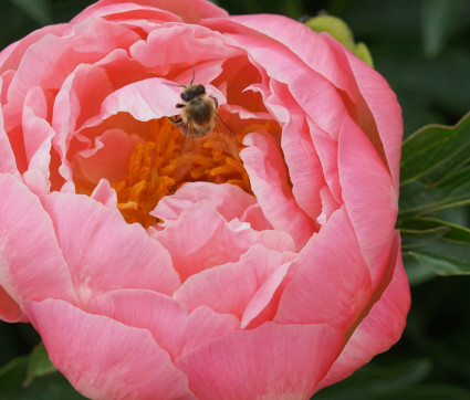 Paeonia Hybride 'Soft Salmon Saucer' 