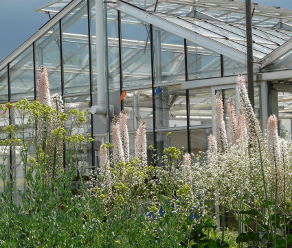 Eremurus robustus mit Crambe cordifolia