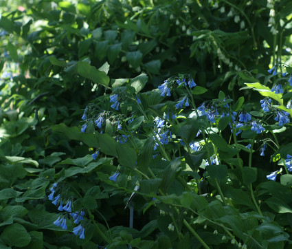 Polygonatum mit Mertensia virginica