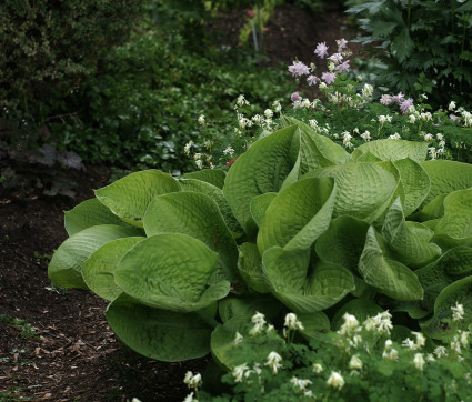 Hosta mit Corydalis  im Schattenbereich