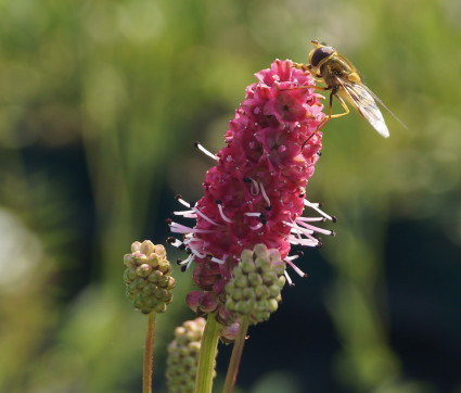 Sanguisorba tenuifolia 'Pink Elephant'