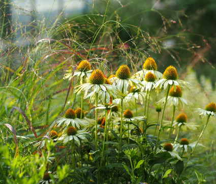 Echinacea purpurea 'Alba' 