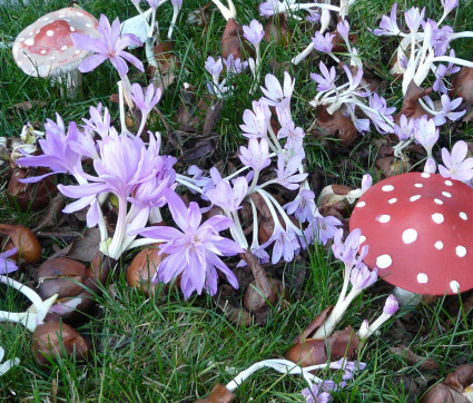 Colchicum autumnale