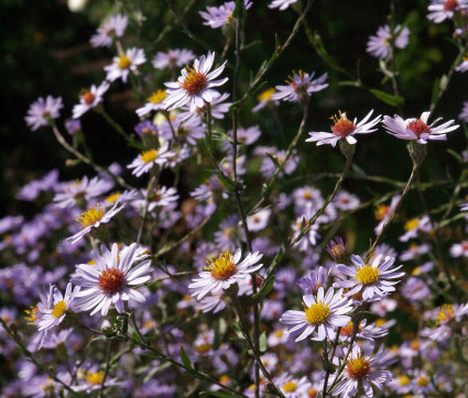 Aster laevis