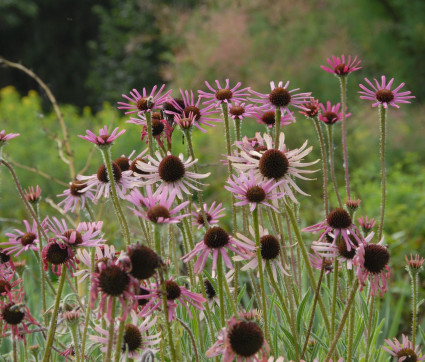 Echinacea tennesseensis 'Rocky Top Hybriden'