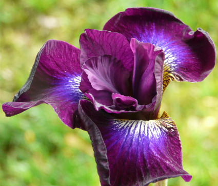 Iris sibirica 'Berlin Purple Wine'
