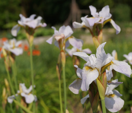 Iris sibirica 'Hohe Warte'